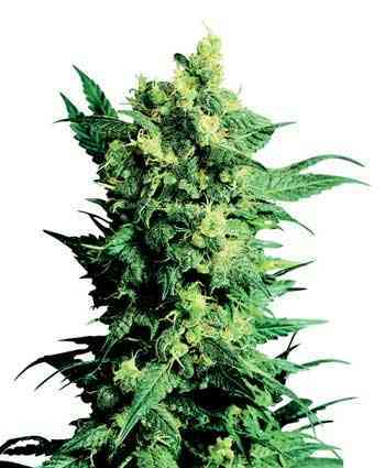 Shiva Shanti II > Sensi Seeds | Graines Normal  |  Indica